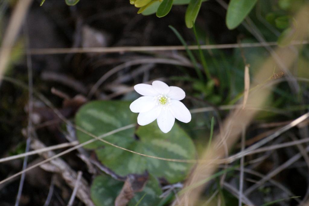 Leverbloem - wit